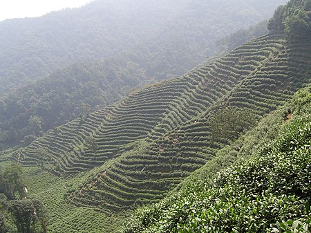 ไฟล์:Tea_plantation_in_hangzhou.JPG