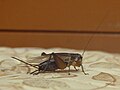 夜の駅待合室をにぎやかにするコオロギ。 en:Cricket (Gryllidae).