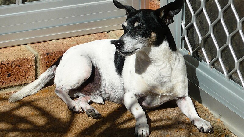 File:Tenterfield Terrier Laying Down.jpg