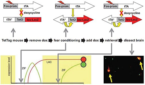 Using the TetTag mouse for memory research. During fear conditioning, doxicycline is removed from the food to allow the interaction between tTA and the LacZ labeling system. Later memory retrieval activates another immediate early gene (Zif). In this example, two neurons carry the red and the nuclear green label, indicating that these neurons were active during memory storage (red) and again during retrieval (green). TetTag mouse.jpg