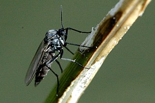 <span class="mw-page-title-main">Gnoristinae</span> Subfamily of flies