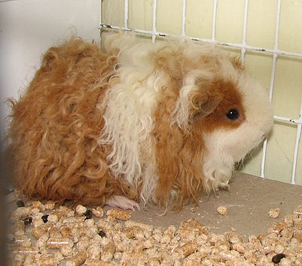 red abyssinian guinea pig