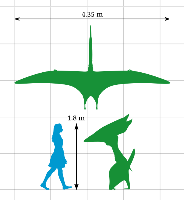 Thalassodromeus comparado a uma mulher de estatura média.