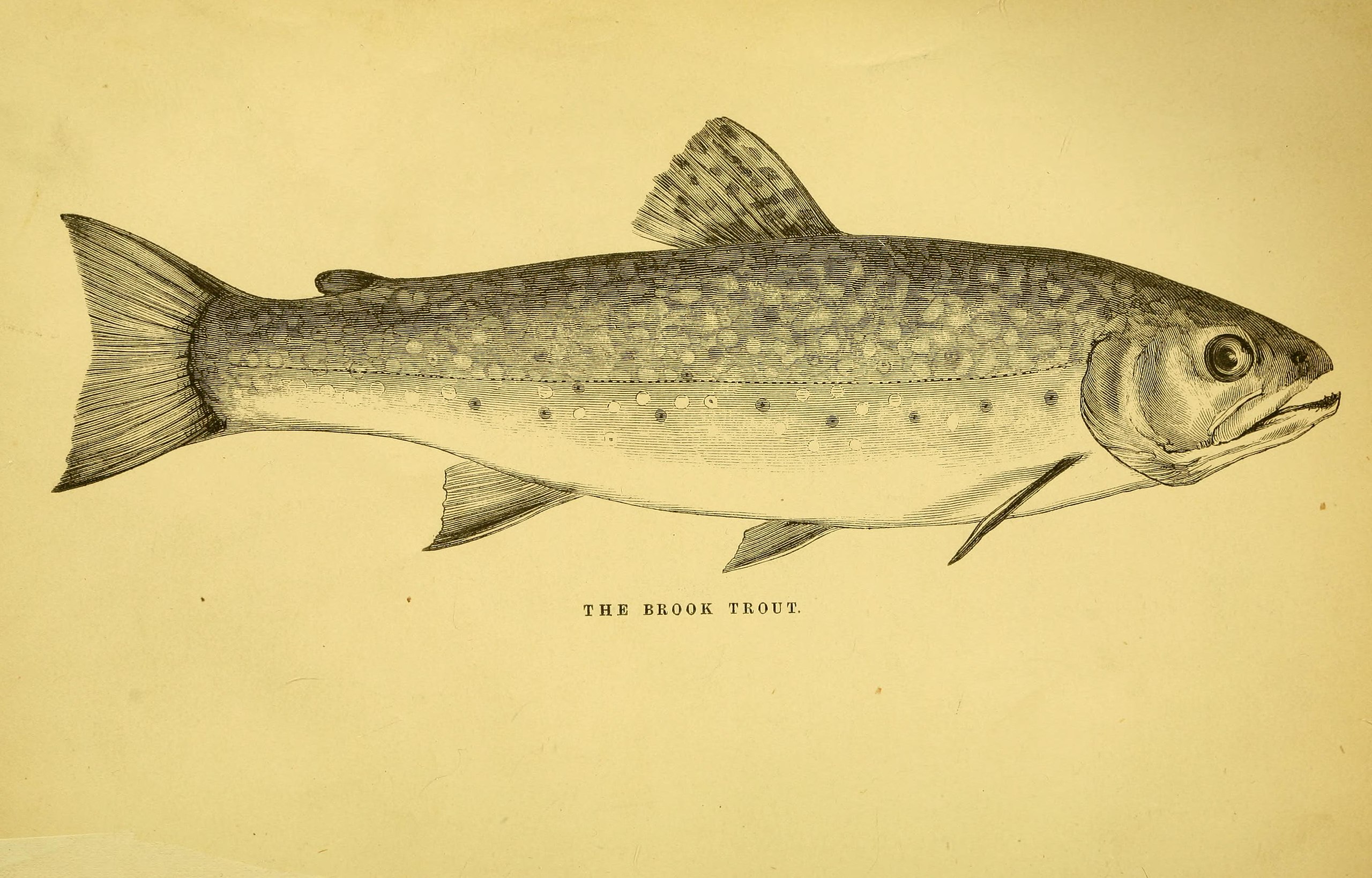 File:The American angler's book - embracing the natural history of sporting  fish, and the art of taking them - with instructions in fly-fishing, fly-making,  and rod-making, and directions for fish-breeding (17924473579).jpg 