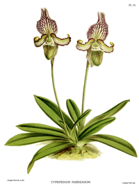 plate 70 Cypripedium fairrieanum Paphiopedilum fairrieanum