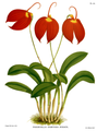 Masdevallia coccinea Plate 110 in: R.Warner - B.S.Williams: The Orchid Album (1882-1897)