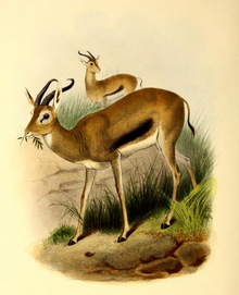 The book of antelopes (1894) Gazella tilonura.png
