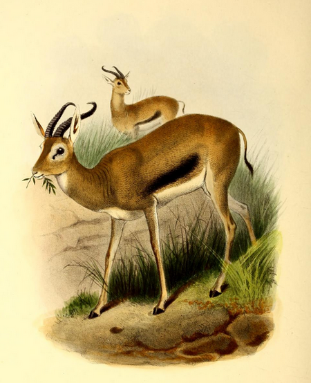 Tập_tin:The_book_of_antelopes_(1894)_Gazella_tilonura.png