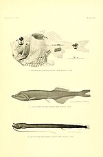 Thumbnail for File:The deep-sea fishes (of the Hawaiian Islands) (Plate 72) (6130278838).jpg