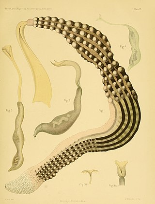 <span class="mw-page-title-main">Thalassematidae</span> Family of annelid worms