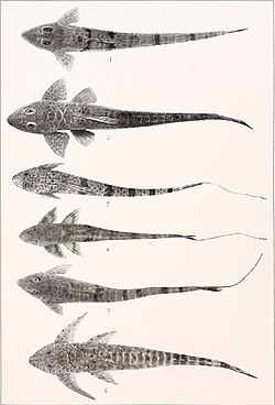 The freshwater fishes of British Guiana, including a study of the ecological grouping of species and the relation of the fauna of the plateau to that of the lowlands (1912) (14584238349).jpg