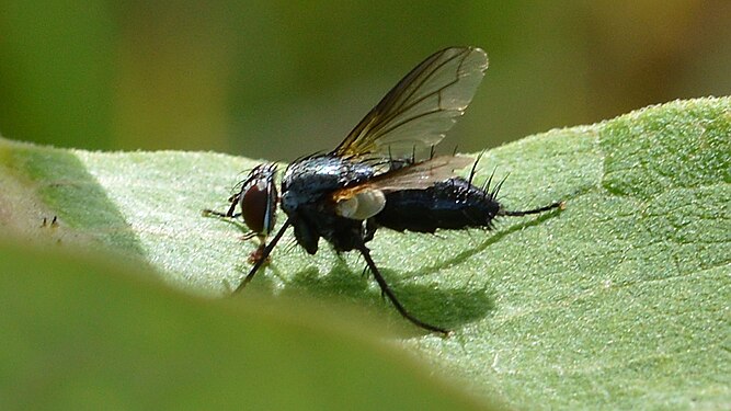 Tachinid Fly (Tachinidae)