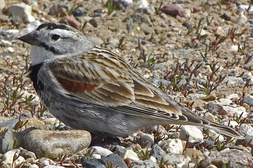 Thick-billed Longspur, Pakowki Lake, Alberta (cropped)