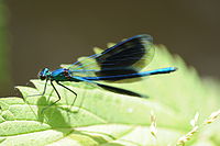 Calopteryx éclatant.