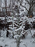 Schnullerbaum in Eppelheim im Winter, tief verschneit