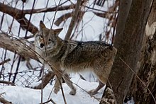 A coyote in Neville Park Toronto Neville Park Coyote Eying Breakfast (5407138081).jpg