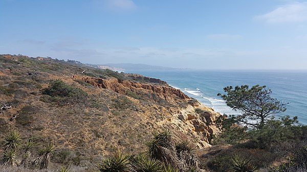 Coastal scrub and torrey pines in the Torrey Pines State Natural Reserve, San Diego