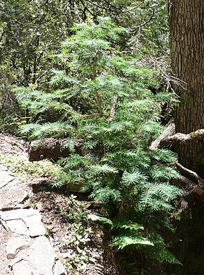 Californian nut slice (Torreya californica)