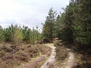 <span class="mw-page-title-main">Bramshill SSSI</span> UK Site of Special Scientific Interest