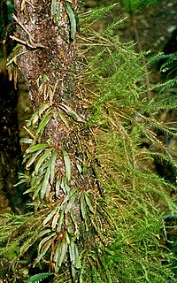 <i>Grammitis wattsii</i> Species of fern