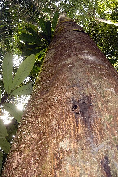 File:Tree nest DSC05556.JPG