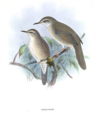 <span class="mw-page-title-main">Long-billed bush warbler</span> Species of bird