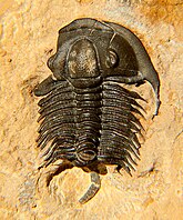 Fossil of the Cambrian trilobite Tricrepicephalus Tricrepicephalus texanus CRF.jpg