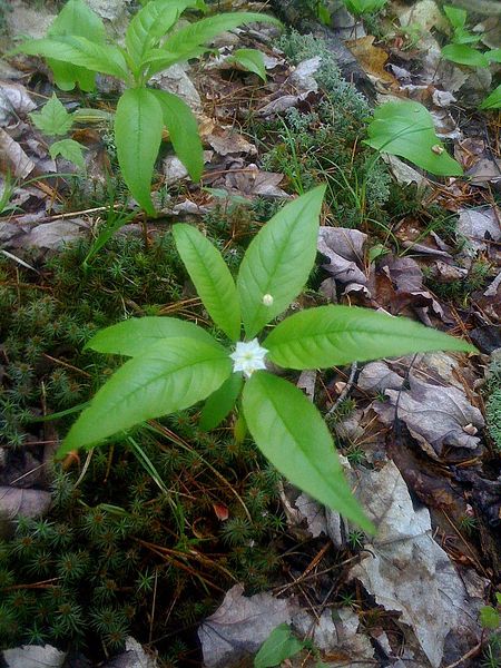 File:Trientalis borealis - Trientale - Starflower (5756805449).jpg