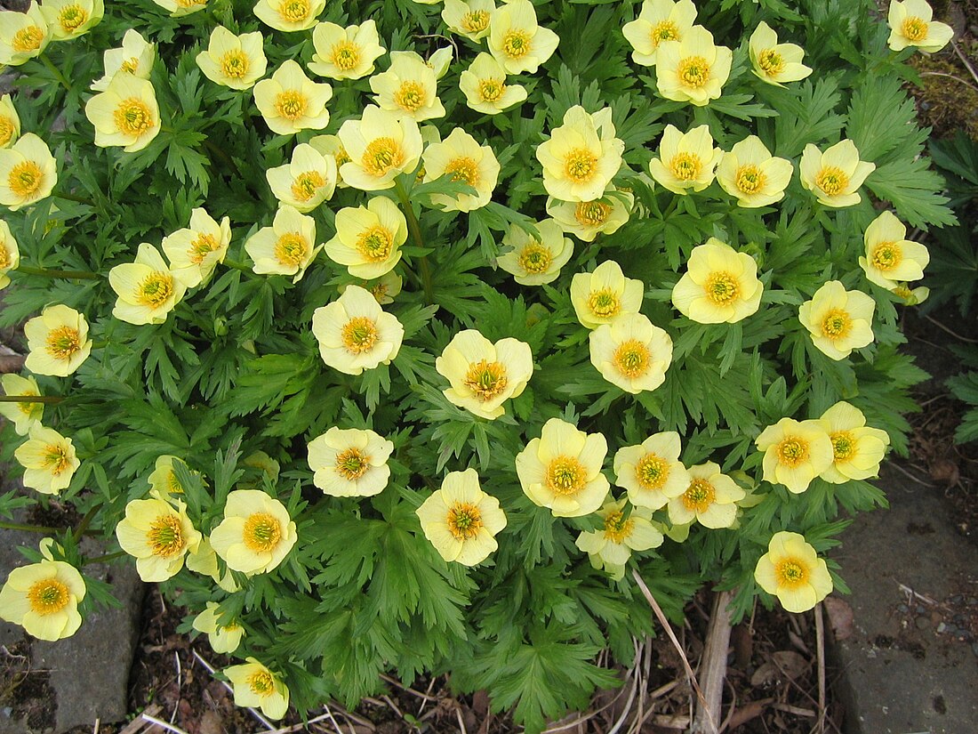 Trollius laxus