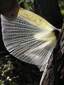 The dark blue spot can be seen on the underside of the wings. Most likely used to startle potential predators. Tropidoderus childrenii.jpg