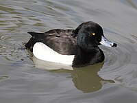 Duck, Tufted ♂ Aythya fuligula