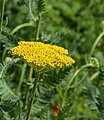 Tuinen Mien Ruys. Achillea filipendulina 'Parker's Variety'.