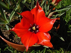 Descrizione dell'immagine Tulipa linifolia 4.JPG.