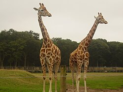 Rothschild giraffes are rare in the wild, but Woburn has many. Two Rothschild giraffes at Woburn Safari Park.jpg