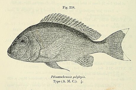 Tylochromis polylepis