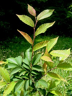 <i>Ulmus microcarpa</i> Species of tree