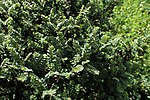 Thumbnail for Ulmus parvifolia 'Hokkaido'