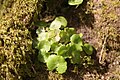 Navelwort on a wall in Sharptor