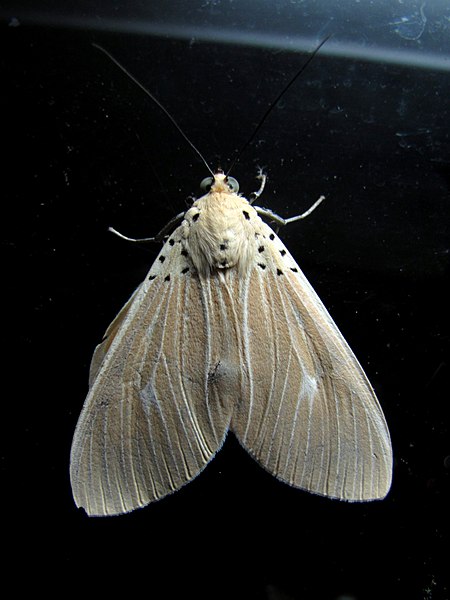 File:Unidentified Moth 4465.jpg