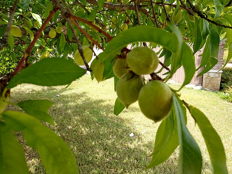 File:Unripe Peach Fruits.jpg