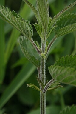 Fen nettle, showing fine hairs on stem, but no coarse stinging hairs Urtica galeopsifolia stem detail.jpg