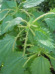 Urtica membranacea 1.JPG