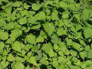 <i>Urtica thunbergiana</i> Species of flowering plant in the family Urticaceae