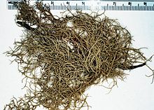 2005 Pit lichen