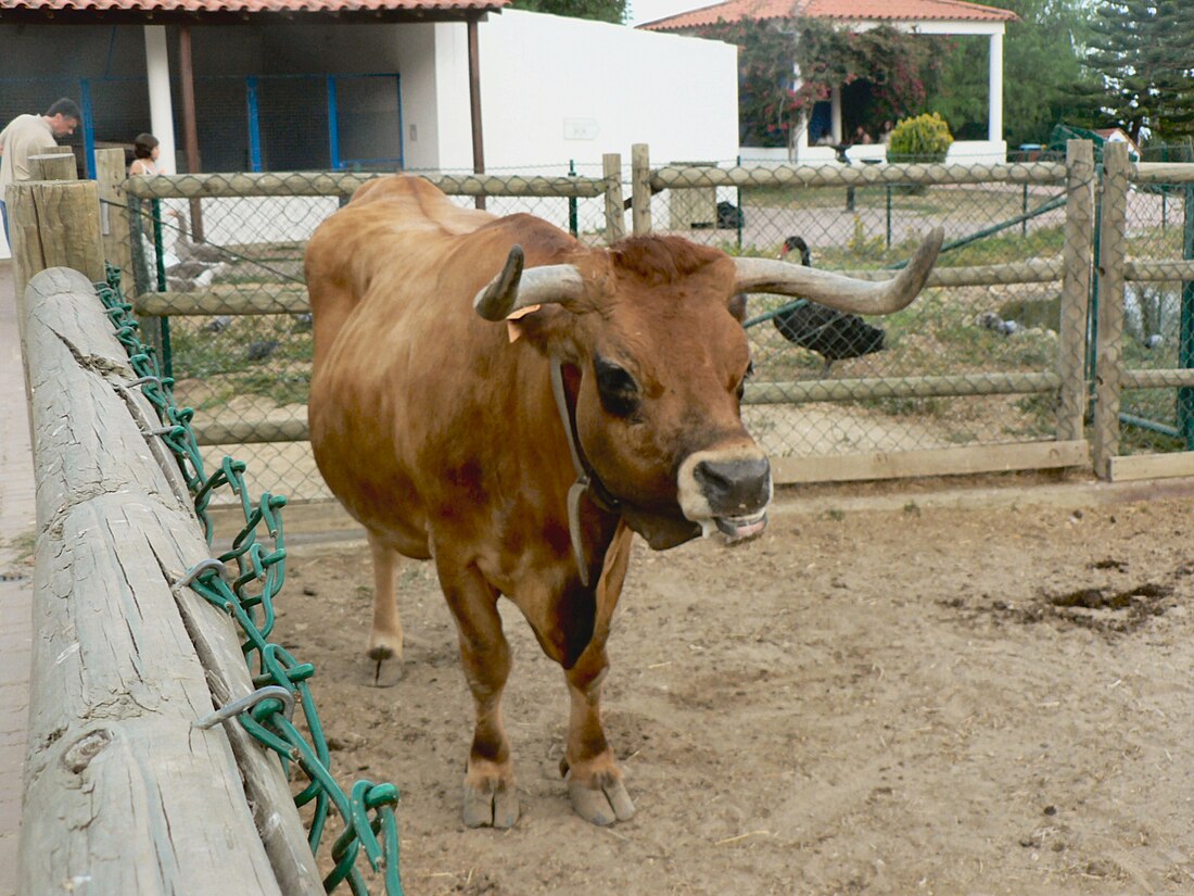 Barrosã