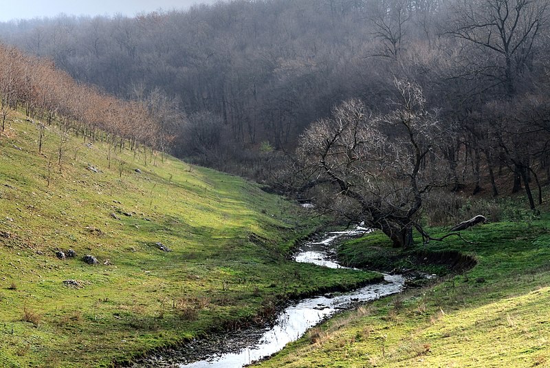 File:Valea r. Cusmirca in Padurea Climautii de Jos Soldanesti (1).jpg