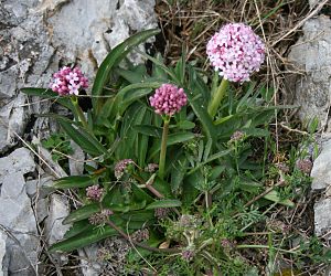 Baldriane: Beschreibung, Inhaltsstoffe und ihre Wirkung, Anwendung bei Schlafstörungen