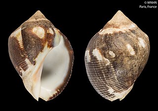 <i>Vasula</i> (gastropod) Genus of gastropods
