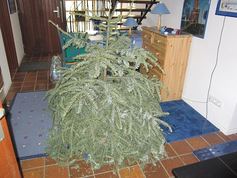 File:Vertrockneter Weihnachtsbaum.jpg