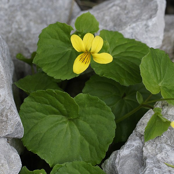 File:Viola biflora RF.jpg